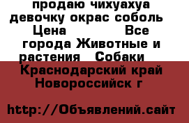 продаю чихуахуа девочку,окрас соболь › Цена ­ 25 000 - Все города Животные и растения » Собаки   . Краснодарский край,Новороссийск г.